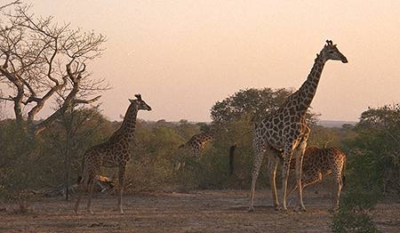 [Mother feeds baby giraffe]