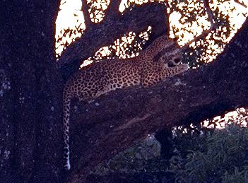 [Leopard in tree at dusk]