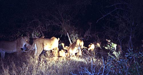 [Lions having late snack]
